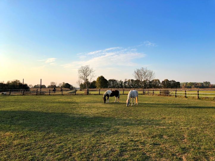 horse ranch in texas